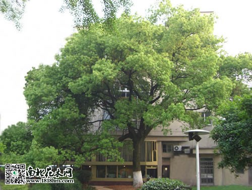 香樟树图片