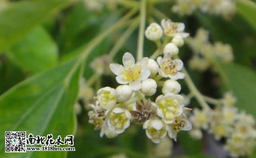 香樟树图片4