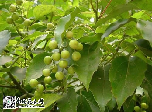 香樟树图片5