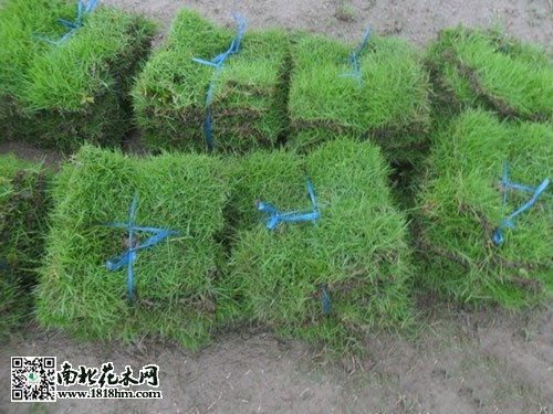 马尼拉草坪