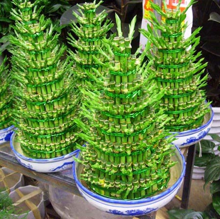 贫贱竹塔