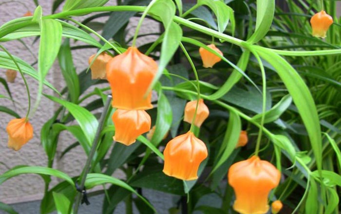 宫灯百合