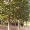 供给香樟树|香樟树价钱