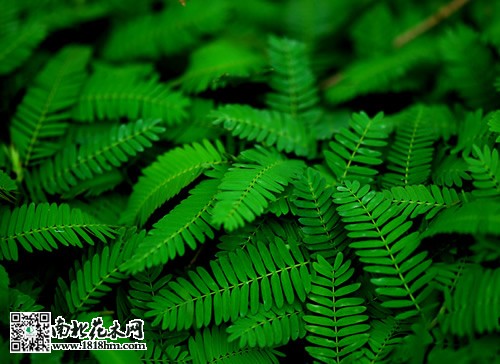 害羞草