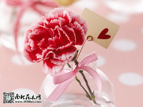 母亲节送甚么花好