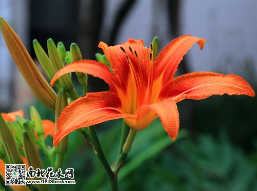 母亲节送甚么花好2
