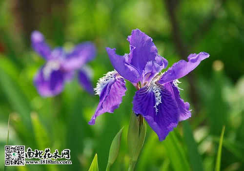 兰花