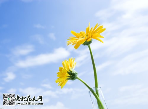 炎天
