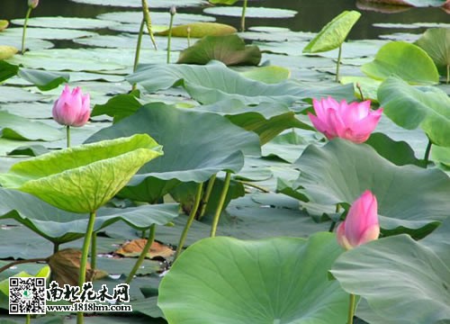 水生动物