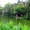 沭阳地域再力花大批供给