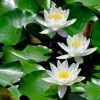 睡莲沭阳价钱