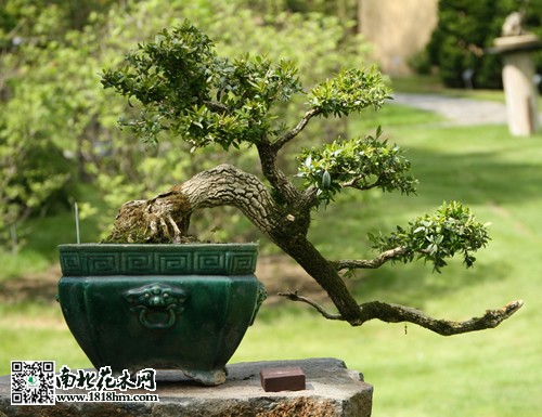盆景建造
