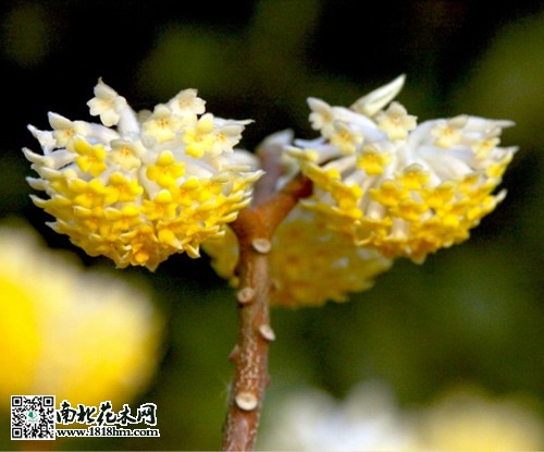 结毒草