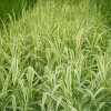 花叶芦竹|供水生抚玩花草-花叶芦竹