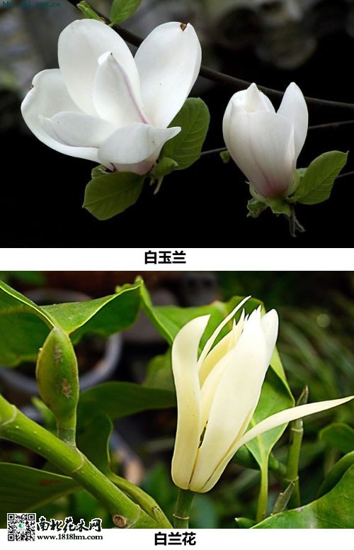 白玉兰和白兰花的区分