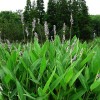 再力花|再力花价钱