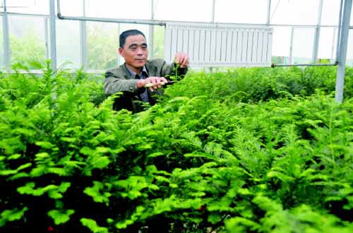 中山苗木莳植户