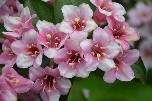 锦带花