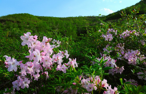 杜鹃花价钱