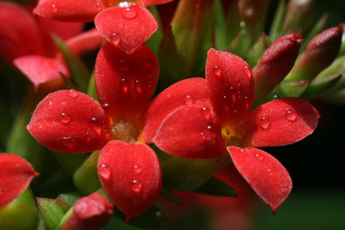 迎春花图片