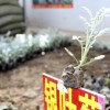 银叶菊价钱  银叶菊零售  银叶菊厂家