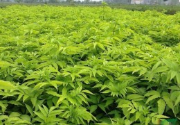 2022年下半年苗木市场行情展望